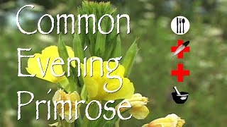 Common Evening Primrose Edible Medicinal amp Other Uses [upl. by Virendra]