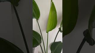 🤩 Strelitzia Nicolai Bird of Paradise 2 New Leaves in the same time 🍃 shorts [upl. by Berget]