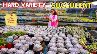 Large size succulent farming summer Hard varieties  online best nursery for succulents [upl. by Yuht]