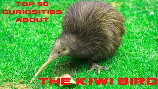 Top 50 Curiosities about the Kiwi Bird [upl. by Ailero277]