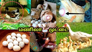 மணிலா முட்டை 🥚வைப்பதை பாருங்கள் manila 🦢duck egg to chicks 🐣 [upl. by Carson]