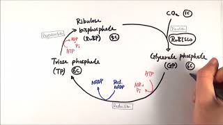 A2 Biology  Calvin cycle The lightindependent stage OCR A Chapter 173 [upl. by Tyre]