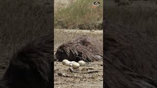 Ostrich The giant bird that defeats lions with one kick [upl. by Yorgen945]