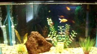 29 gallon goldfish tank [upl. by Virendra]