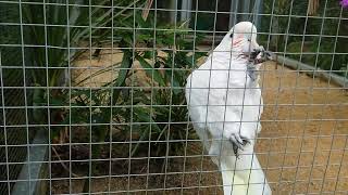 DigiBird meets a Goffins Cockatoo [upl. by Elstan]