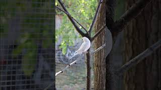 PERIQUITOS AUSTRALIANOS periquitos periquitosaustralianos budgies birds [upl. by Kerrin800]