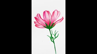 Cosmos flower illustration drawing [upl. by Celtic]