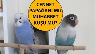 Muhabbet Kuşu mu Cennet Papağanı mı Almalıyım [upl. by Javier]