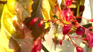 Begonia Cracklin Rosie 4K [upl. by Haerr899]