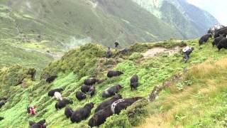 108 Yaks  A journey of love and freedom [upl. by Eruza983]