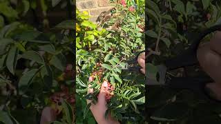 Sichuan Pepper Harvest Timur Harvest vegetablegarden UK 2023 [upl. by Acinahs]