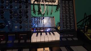 Butter Rum Bum behringerproton rolandtr6s synth cre8audio westpest behringermodeld [upl. by Yffat]