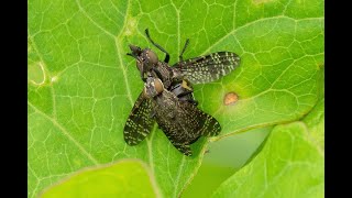 Tongzoenvlieg Platystoma seminationis balts en paring [upl. by Hesoj491]