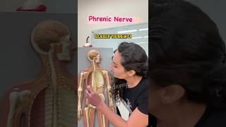 TIP💡Phrenic Nerve  by an Anatomy Professor drbenaduce wittyanatomy anatomy nervoussystem [upl. by Ronica]