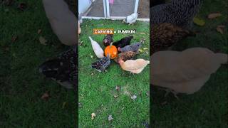 Chickens Carve a Pumpkin homesteading backyardchickens chickens farm [upl. by Kelleher]