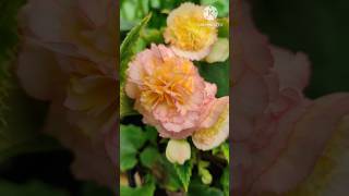 quotHow to Get Tons of Flowers on Your Begonia Plants  Expert Tips amp Tricksquot ytshorts begonia [upl. by Arrakat]