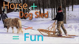 Driving a horse drawn dog sled at Versatile Horsemanship [upl. by Betteann]