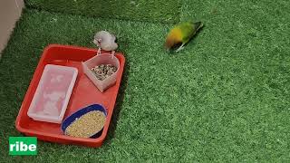 Love Birds video on playing  Love Birds Friendship [upl. by Linc716]