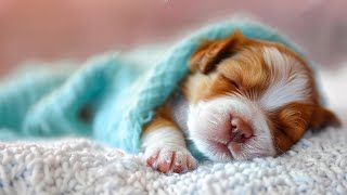 Deep Sleep amp Calming Music for Dogs 🐾🐶 Relaxing Dog Music 🎶🎧 Dogs Separation Anxiety Music [upl. by Maison]