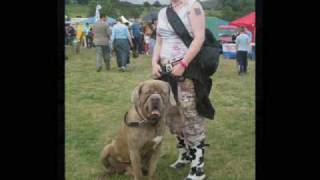 Neopolitan Mastiff X Old English Mastiff Oliver [upl. by Orgel]