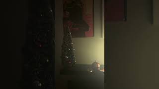 Murph’s Christmas lights christmas fortnite viralshorts [upl. by Toshiko]