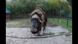 Musk ox [upl. by Niboc]