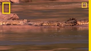 ManEating Croc  National Geographic [upl. by Naeruat]