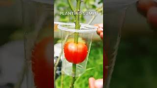 Best method of propagate roses by air layering with tomato roseplant airlayering [upl. by Nyvek]