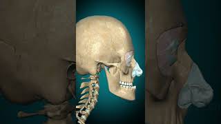 Temporomandibular joint movement—Retraction Protraction science humananatomy learnbiology joint [upl. by Gut306]