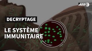 Le système immunitaire défense naturelle de lorganisme  AFP Animé [upl. by Htiek]