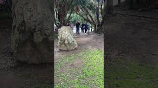 Maori Cultural Tour Waiheke Island travel maoriora waiheke [upl. by Bullis]