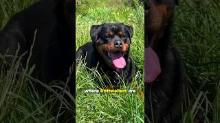 Rottweiler Vs German Shepherd  Real Fight 😳 [upl. by Neelyhtak]