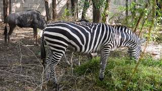 ZEBRA  PUNDAMILIA   Short video 4KUHD Birds Photography  Wildlife Animals [upl. by Leahsim415]