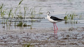 Darscho Salzlacke im Nationalpark Neusiedler SeeSeewinkel Teil 1 [upl. by Anneh341]