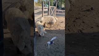 🇭🇺匈牙利布達佩斯動物園帶Q毛的豬豬 Mangalica in budapest zoo animals [upl. by Duncan]