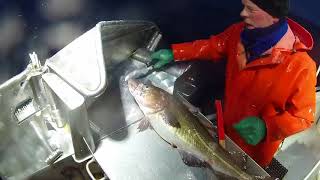 Todays Skrei Catch by Bjørkåsbuen  Long Line Fishing  Norway [upl. by Anirbes757]