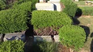 Julius amp Ethel Rosenberg gravesite at Wellwood Cemetery in Farmingdale [upl. by Figge]