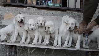 English Setter first lesson [upl. by Ciprian]