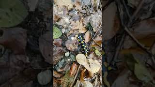 Salamandre de foc 😍 viralvideo animals documentary salamander amphibian cute cool animal [upl. by Lyrahs]