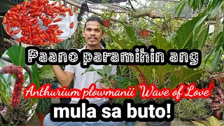 PAANO PARAMIHIN ANG Anthurium plowmanii Wave of Love [upl. by Yorle]