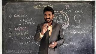 BRAIN  ITS STRUCTURE AND FUNCTIONS telugu మెదడు నిర్మాణం విధులు [upl. by Decamp]