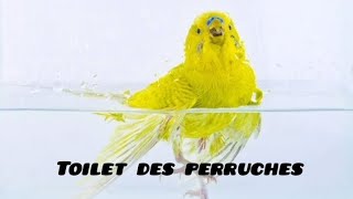 Comment Créer un Coin Toilette Ultra Tendance pour vos Perruches [upl. by Niraa]