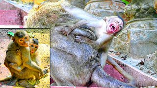 EMILA100 S😭d Monkey Video About LongTail Monkey Group After Touching With Pigtail Monkey Group [upl. by Acenom]