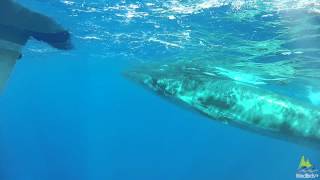 Sei Whale Balaenoptera borealis off Madeira Portugal [upl. by Prager]