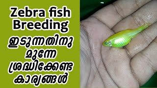 Zebra Fish Breeding and Conditioning Method [upl. by Matthew]