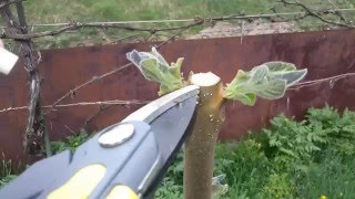 Paulownia tomentosa  experiment 1 video 62 [upl. by Marjy67]