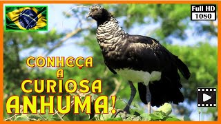 ANHUMA HORNED SCREAMER CANTANDO AVE CURIOSA HD PlanetaAves MundoAnimal RichardRasmussen [upl. by Nae]