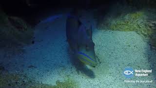 Queen Triggerfish Guarding Eggs [upl. by Georas]