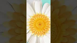 Make A Large Paper Daisy [upl. by Remliw]