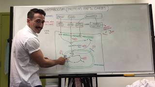 Carbohydrate Protein and Fat Metabolism  Metabolism [upl. by Aittam810]